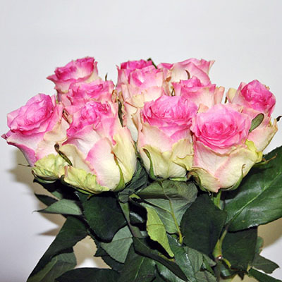 Розы Малибу