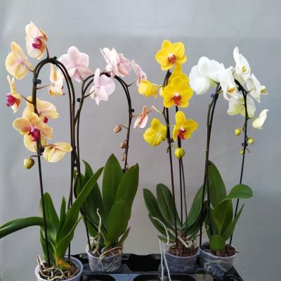 Орхідея фаленопсис 1 ст 12/60 elegant cascade