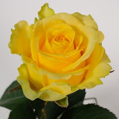 Троянда Пенні лейн 40 см. Асканія (шт, жовтий)