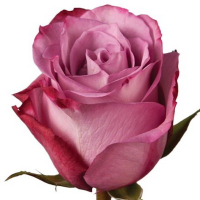 Троянда Моді блюз 70 см. Кенія (шт, бузковий)