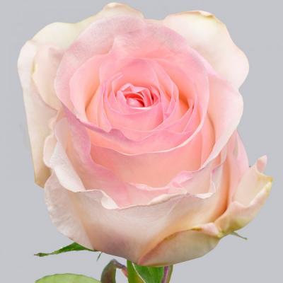 Троянда Сеньєріта 60 см. Кенія (шт, рожевий)