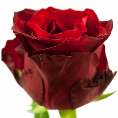 Троянда Камала 70 см. Асканія (шт, червоний)