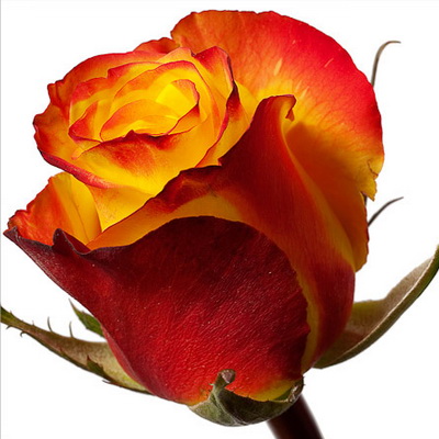 Троянда Хай меджик 60 см. Кенія (шт, червоно-жовтий)