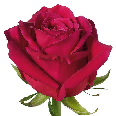 Троянда Шангрі ла 70 см. Асканія (шт, малиновий)