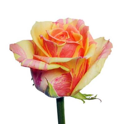 Троянда Фієста 70 см. Кенія (шт, жовто-помаранчева смужка)