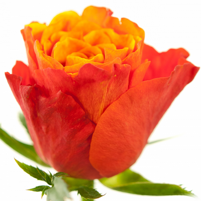 Троянда Альтамода 70 см. Кенія (шт, помаранчевий)