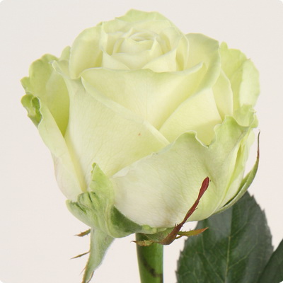 Троянда Аваланж екстра 80 см. Асканія (шт, білий)