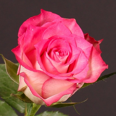 Троянда Дабл дует 70 см. Кенія Timaflor (шт, червоно-кремовий)