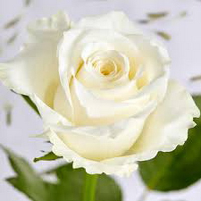 Троянда Альп джус 70 см. Кенія (шт, білий)