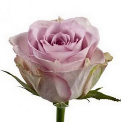 Троянда Меморі лейн 70 см. Кенія (шт, бузковий)