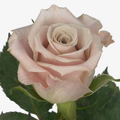 Троянда Мента 60 см. Кенія (шт, сіро-бузковий)