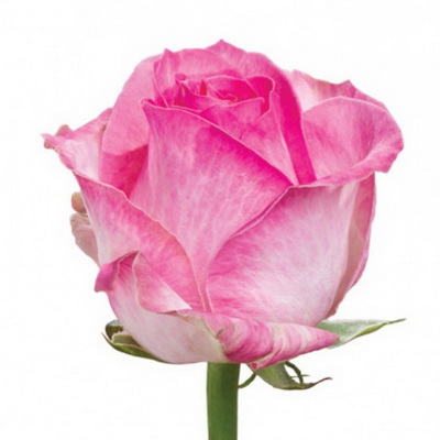 Троянда Кенді аваланж 50 см. Асканія (шт, малиново-білий)