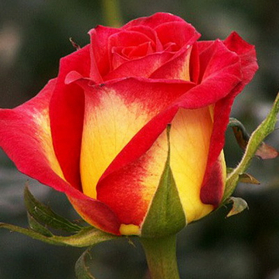 Троянда Кетч 60 см. Кенія (шт, жовто-червоний)