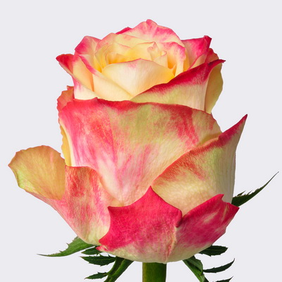 Троянда Чапі 60 см. Кенія (шт, червоно-кремовий)