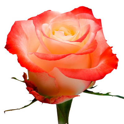 Троянда Кабарет 80 см. Кенія (шт, червоно-білий)