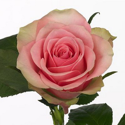 Троянда Бель роуз 60 см. Кенія (шт, рожево-зелений)
