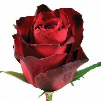 Троянда Мадам ред 90 см. Кенія (шт, червоний)