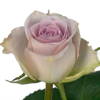Троянда Монінг дью 50 см. Кенія (шт, біло-рожевий)