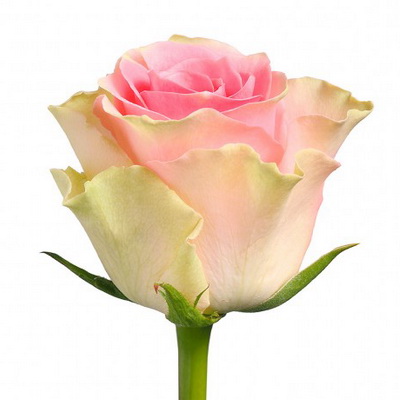 Троянда Топ гір 50 см. Кенія (шт, рожево-кремовий)