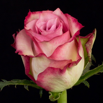 Троянда Меліна 80 см. Кенія (шт, біло-червоний)