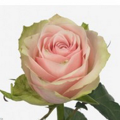 Троянда Пінк атена 60 см. Кенія (шт, рожевий)