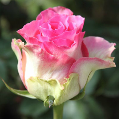 Троянда Малібу 80 см. Кенія (шт, рожево-кремовий)