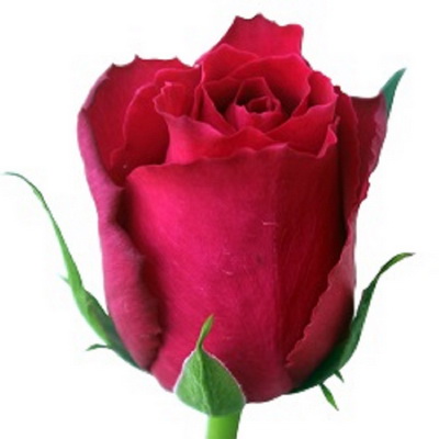 Троянда Мадам церіз 80 см. Кенія (шт, малиновий)