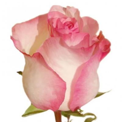 Троянда Болівар 60 см. Кенія (шт, біло-червоний)