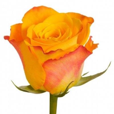 Троянда Мері клер 70 см. Кенія (шт, помаранчевий)