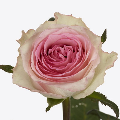 Троянда Мандала 70 см. Кенія (шт, біло-рожевий)