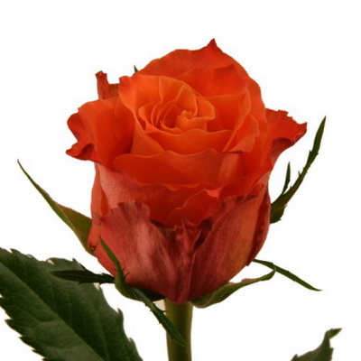 Троянда Юлічка 60 см. Кенія (шт, помаранчевий)