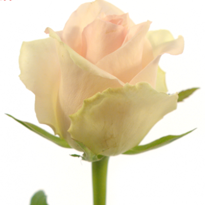 Троянда Гонолулу 70 см. Кенія (шт, кремовий)