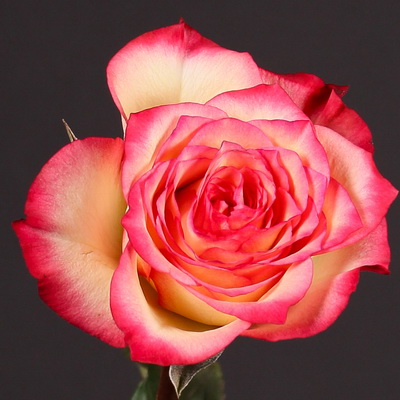 Троянда Салімія 60 см. Кенія (шт, червоно-білий)
