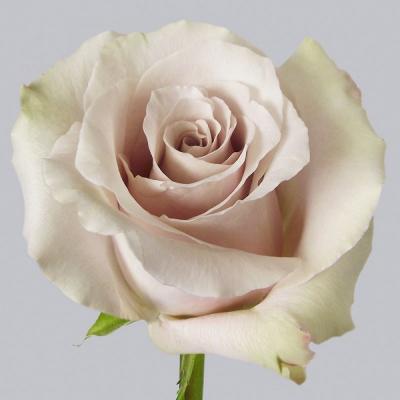 Троянда Квіксенд 60 см. Кенія (шт, кремовий)