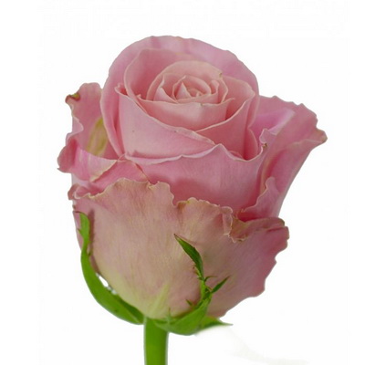 Троянда Хермоза 60 см. Кенія (шт, рожевий)