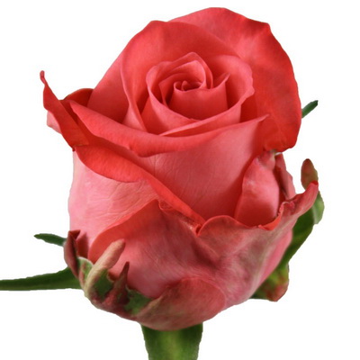 Троянда Шанкара 70 см. Кенія (шт, помаранчевий)