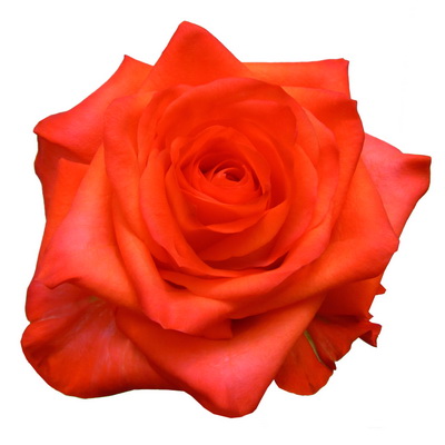 Троянда Копакабана 80 см. Кенія (шт, помаранчевий)