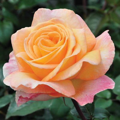 Троянда Лампіон 40 см. Кенія (шт, персиковий)