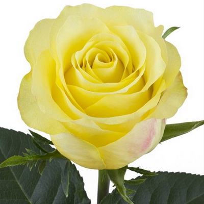 Троянда Голден тауер 60 см. Кенія (шт, жовтий)