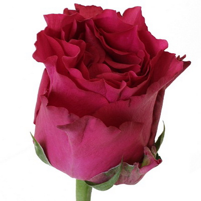 Троянда Пінк родос 50 см. Кенія (шт, малиновий)