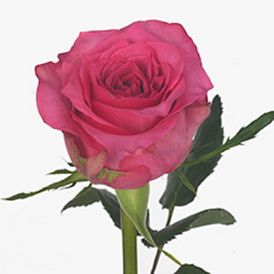 Троянда Пінк судоку 70 см. Кенія (шт, малиновий)