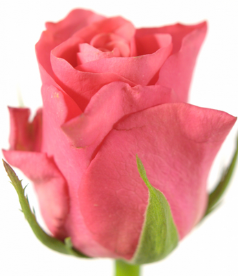Троянда Пінк такацці 70 см. Кенія (шт, рожевий)