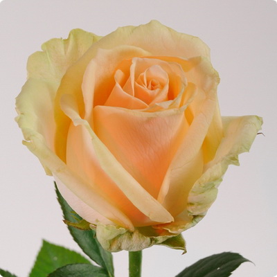 Троянда Піч аваланж 50 см. Асканія (шт, кремовий)