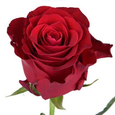 Троянда Родос 90 см. Кенія (шт, червоний)