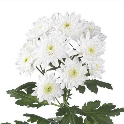 Хризантема кущова зембла біла Піноколада (Голландія)