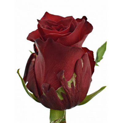 Троянда Ред ліон 60 см. Кенія (шт, червоний)