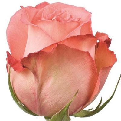 Троянда Імаджінейшен 70 см. Кенія (шт, рожевий)