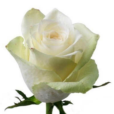 Троянда Атена 40 см. Кенія (шт, білий)