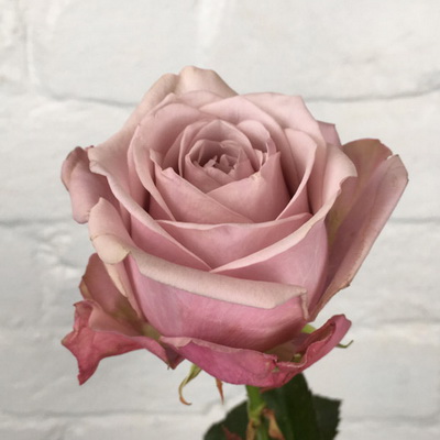 Троянда Лавлейс 60 см. Кенія (шт, сіро-бузковий)
