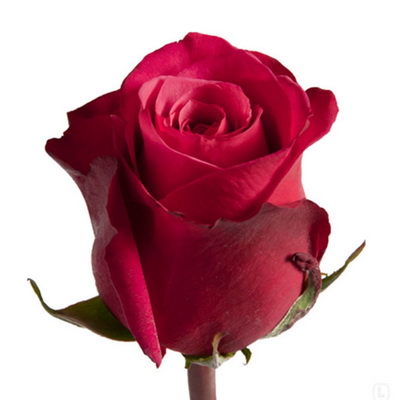Троянда Чері О 80 см. Кенія (шт, малиновий)